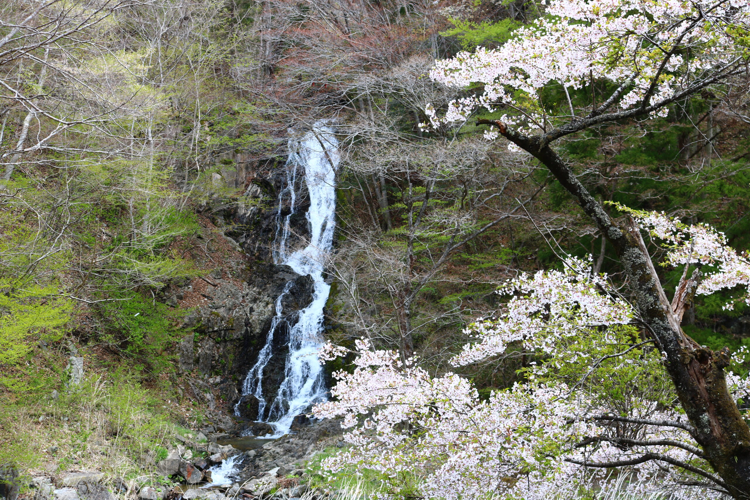 自然】白糸の滝 - 【公式】陸前高田市観光サイト｜高田旅ナビ