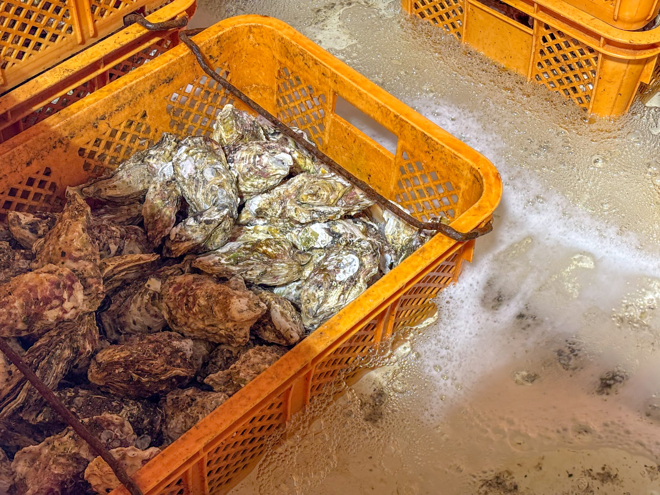 出荷前に滅菌処理を行う設備（安全に生食できるための工程）