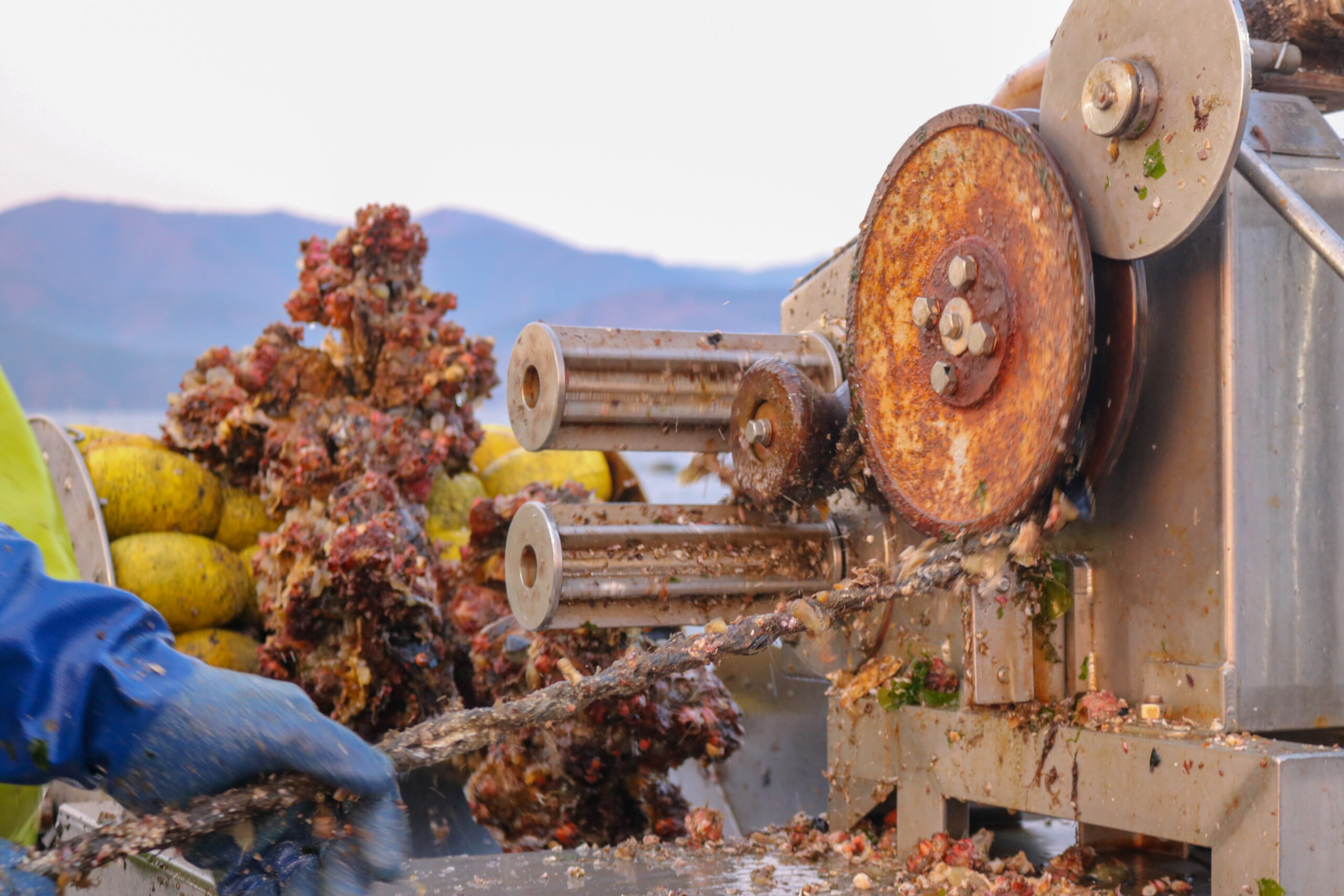 水揚げした殻付き牡蠣の状態を確認する作業
