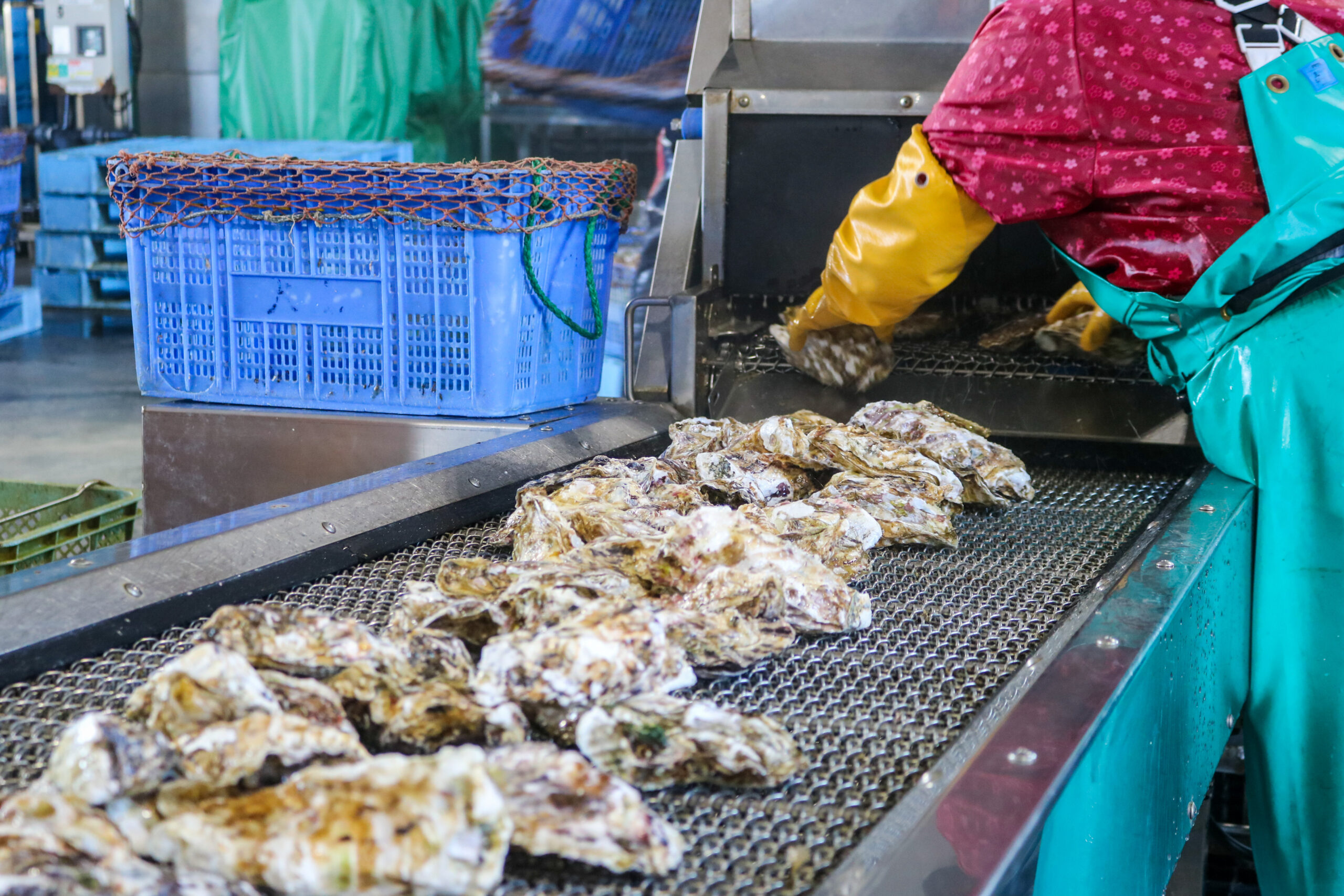 広田湾漁業協同組合で牡蠣を洗浄する工程