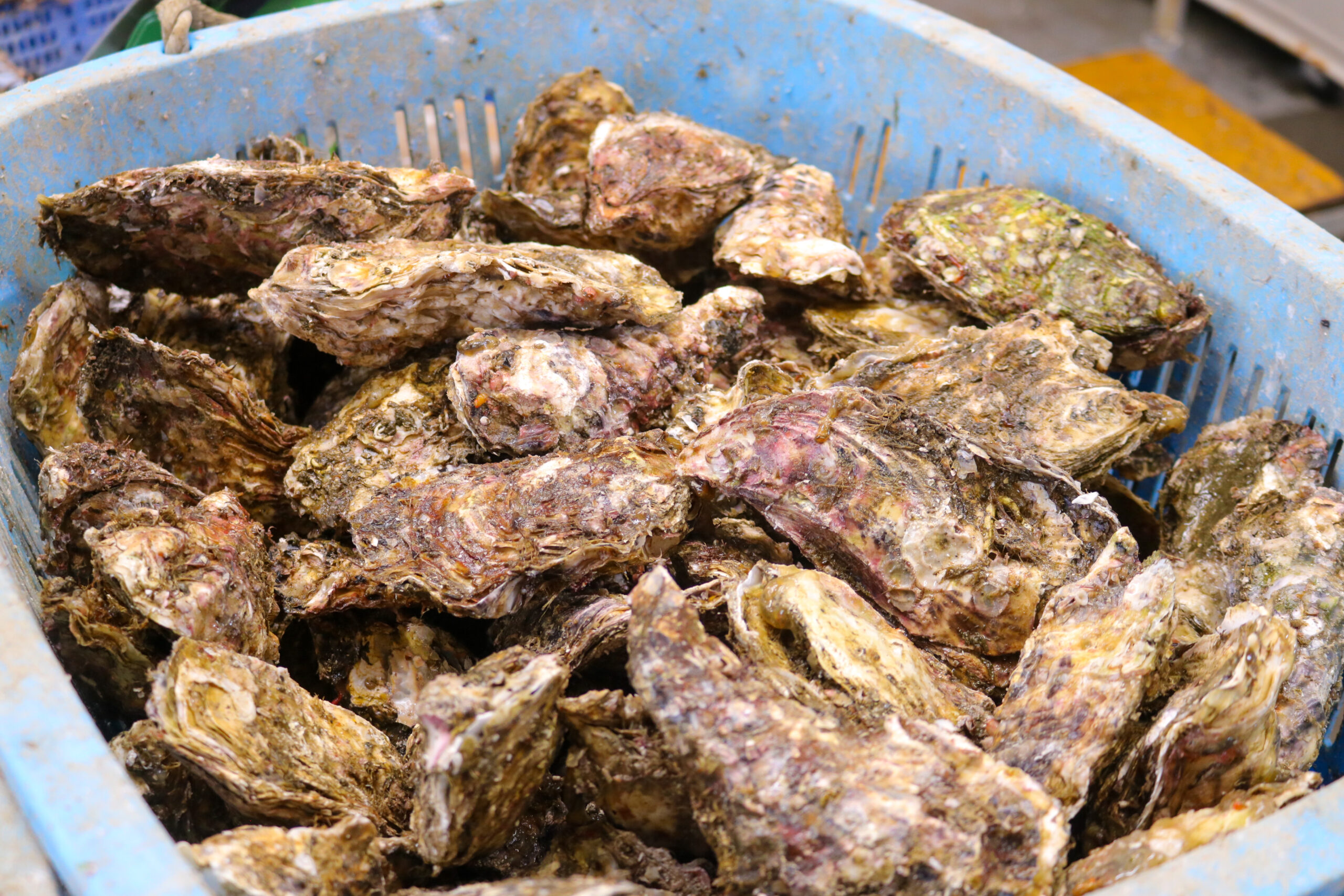 電動クリーナーで殻の表面を整える作業