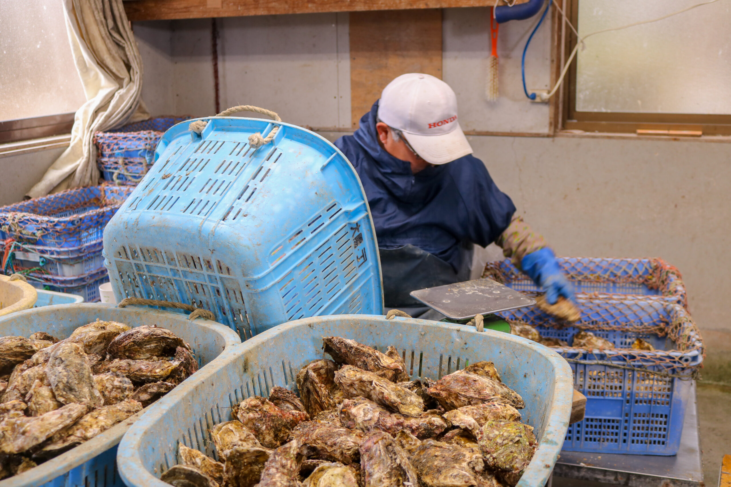 規格（大・中・小）に分けて梱包準備を進める牡蠣の選別作業