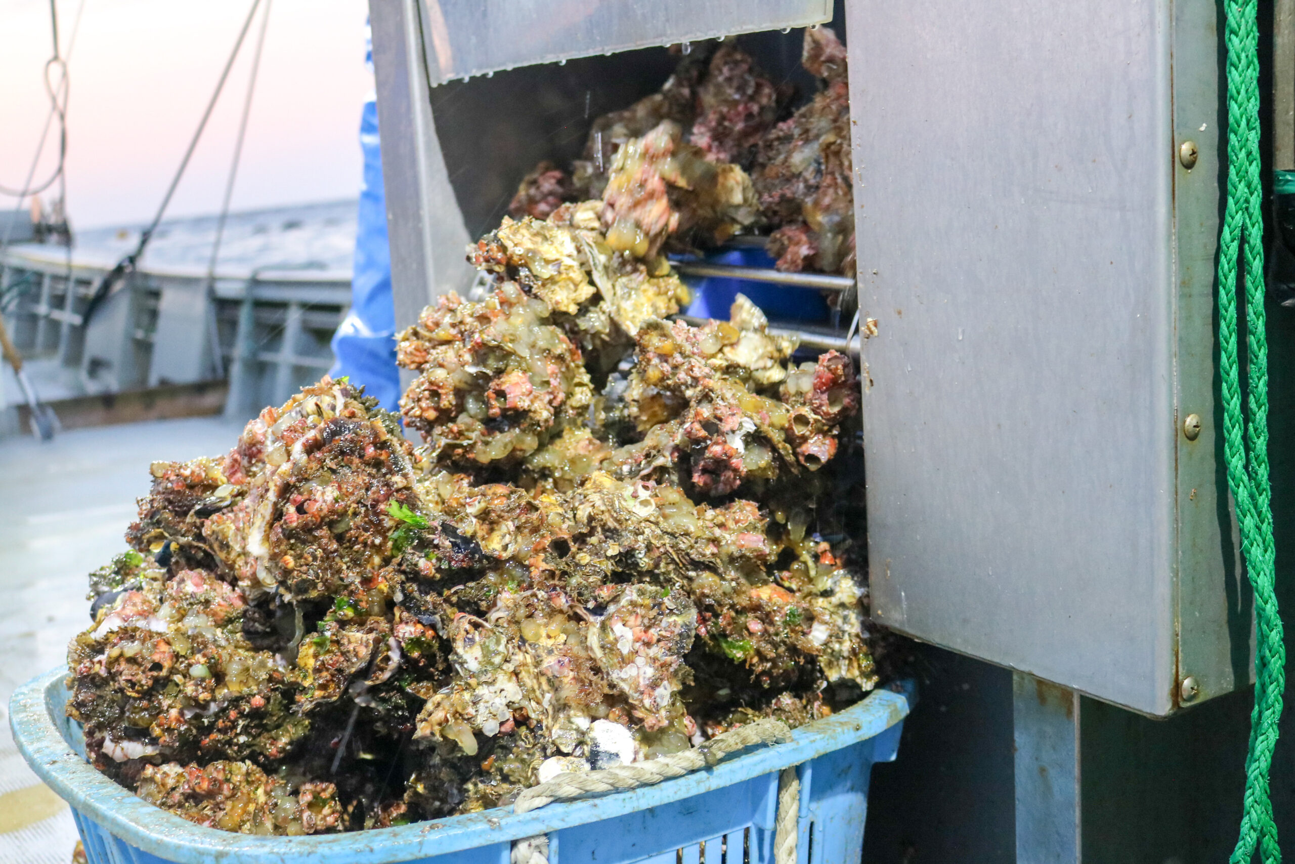 水揚げした牡蠣に付着した海藻や貝類が見える様子