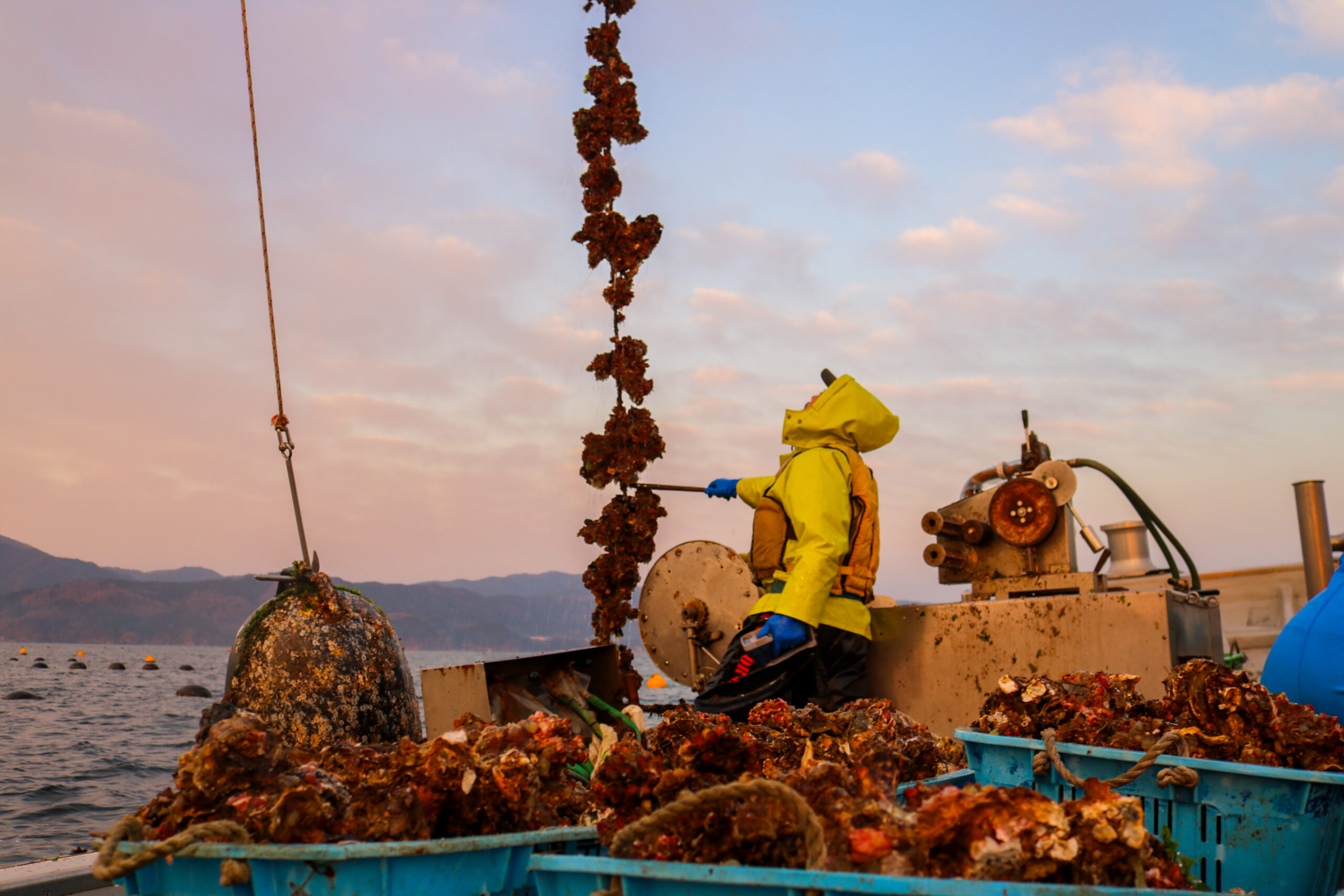 広田湾の養殖施設で牡蠣のロープを引き上げる作業