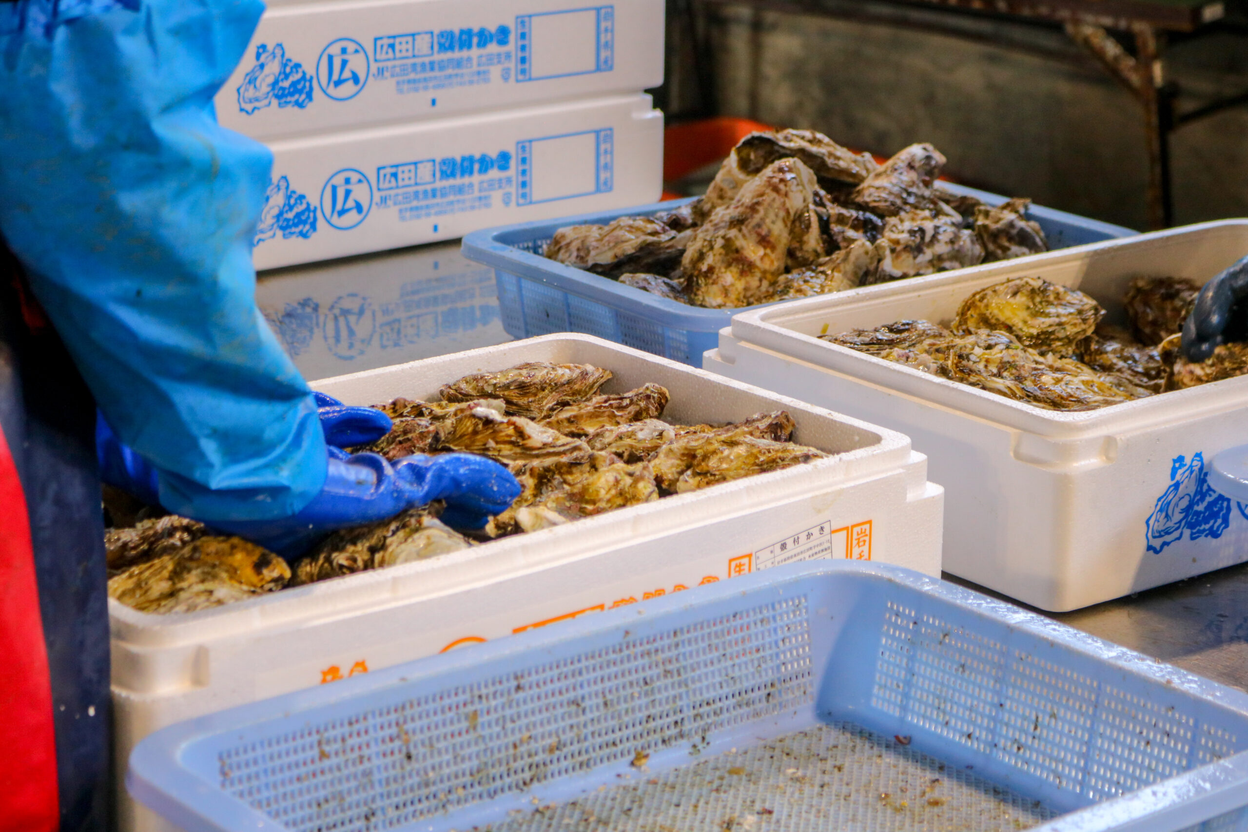 滅菌後の牡蠣を箱詰めして出荷準備する様子
