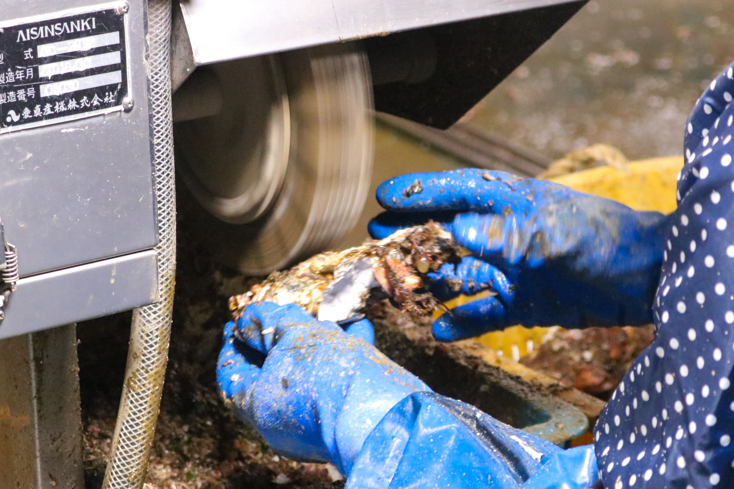 牡蠣の殻に付いた海藻や貝殻などの付着物を除去する作業