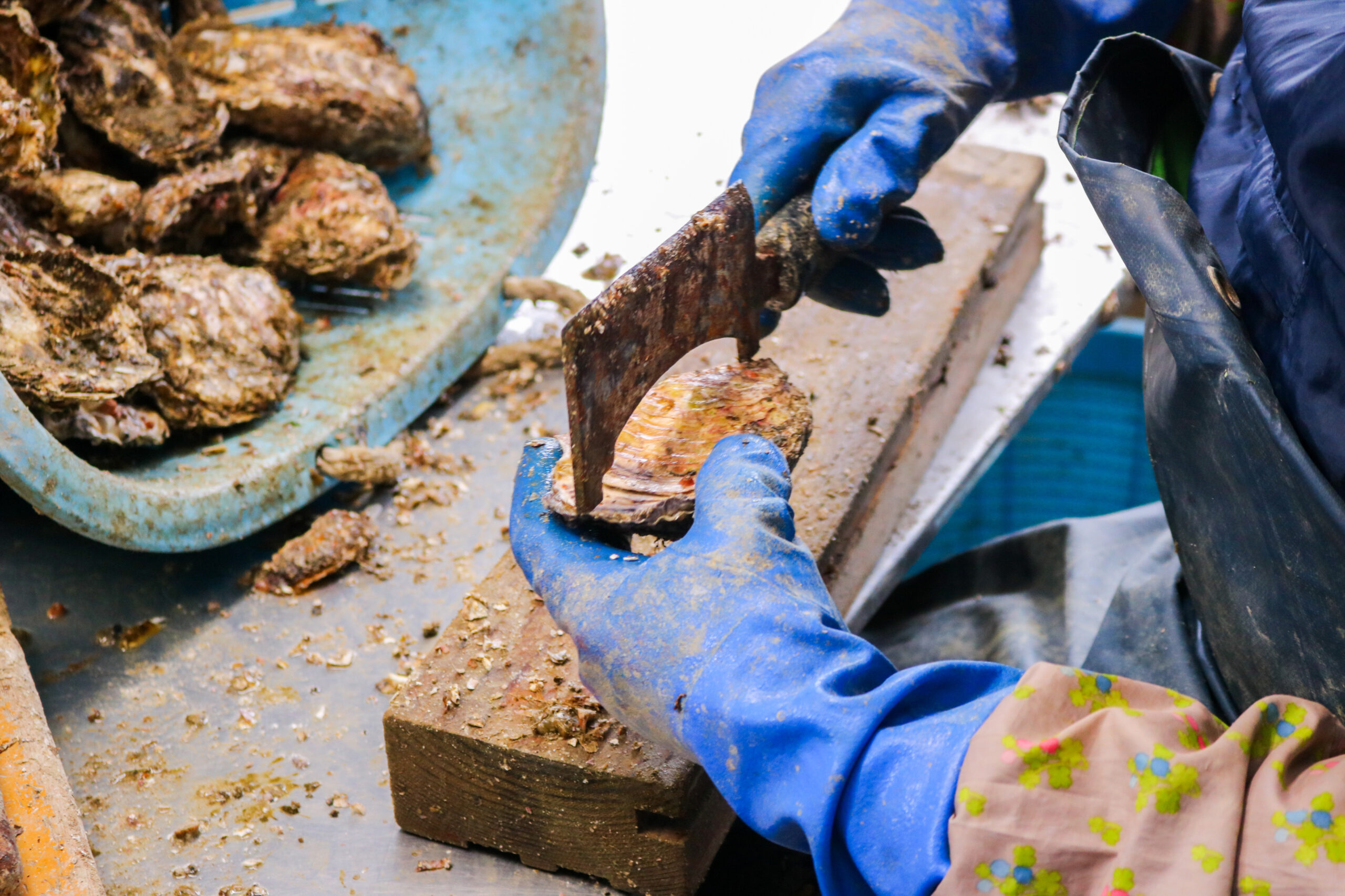 殻付き牡蠣をサイズごとに仕分けする様子