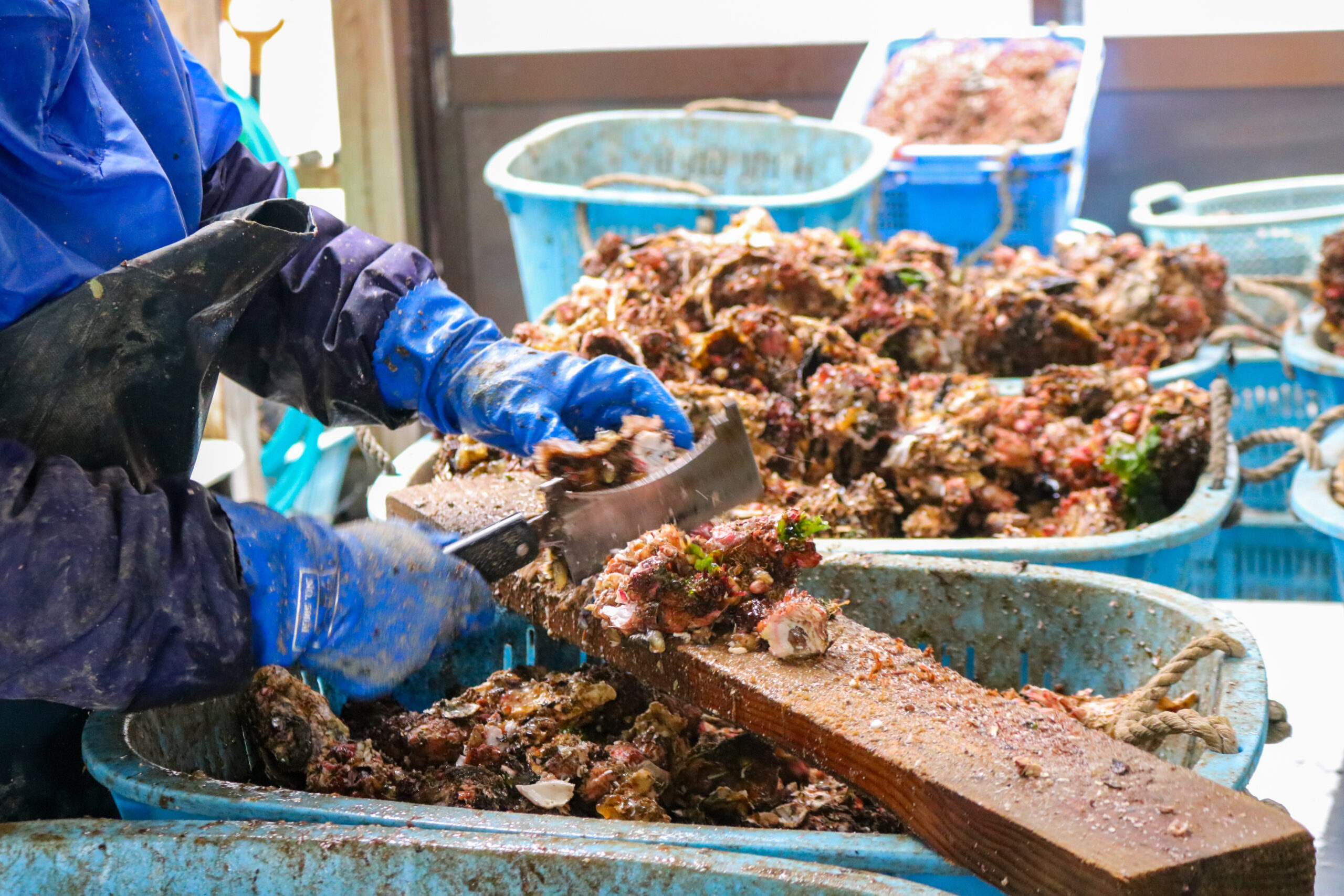 作業小屋で水揚げした牡蠣を並べて下処理する様子