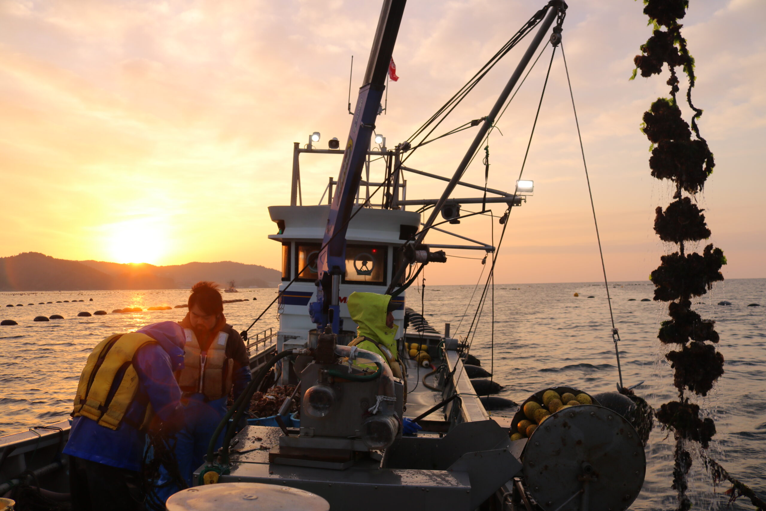 垂下綱（海中に吊るしたロープ）を引き上げて牡蠣を回収する様子