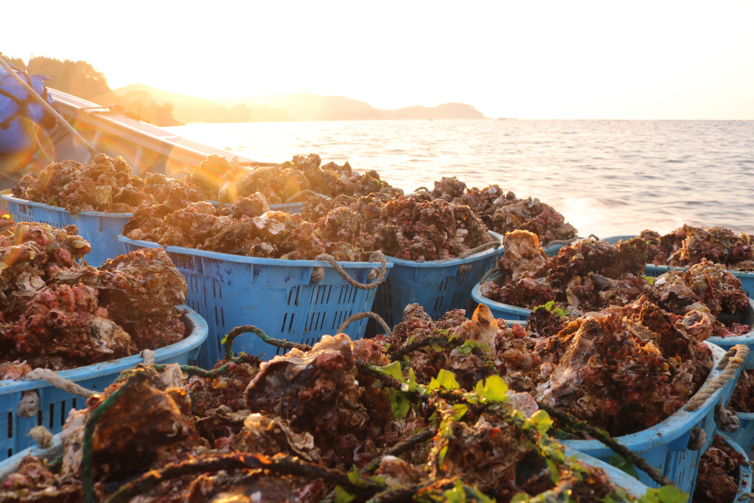 広田湾産の殻付き牡蠣（旬の時期に水揚げされた牡蠣）